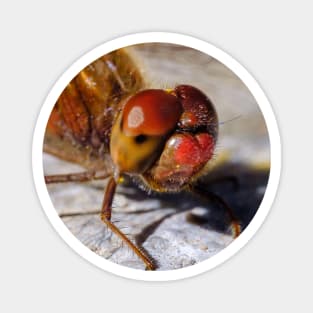 Red Dragonfly Macro Photograph Magnet